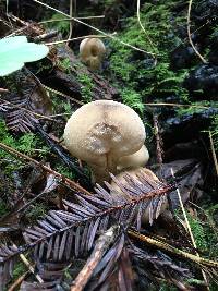 Lycoperdon pyriforme image