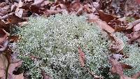 Cladonia rangiferina image