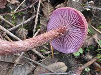 Laccaria amethysteo-occidentalis image