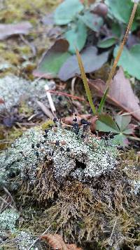 Cladonia peziziformis image