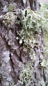 Ramalina complanata image