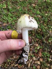 Amanita phalloides image