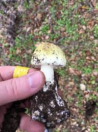Amanita phalloides image