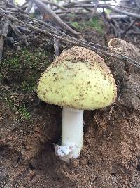 Amanita phalloides image