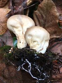 Lycoperdon pyriforme image