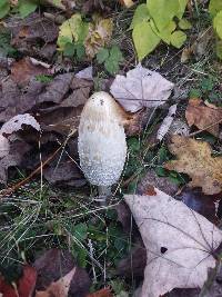 Coprinus comatus image