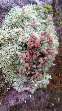 Cladonia peziziformis image