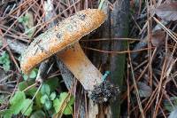 Lactarius deliciosus image