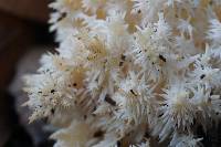 Hericium coralloides image