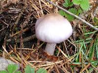 Inocybe geophylla image