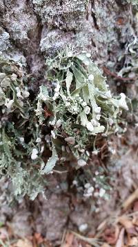 Ramalina complanata image