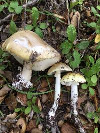 Amanita phalloides image