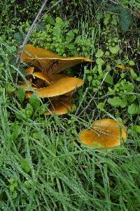 Omphalotus olivascens image