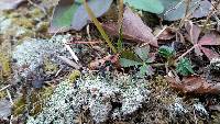 Cladonia peziziformis image