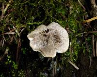 Tricholoma terreum image