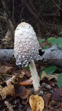 Coprinus comatus image