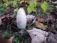 Coprinus comatus image