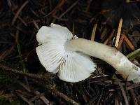 Tricholoma terreum image