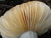 Russula xerampelina image