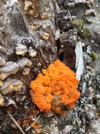 Tremella aurantia image