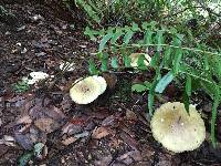 Amanita phalloides image