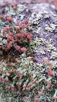 Cladonia peziziformis image