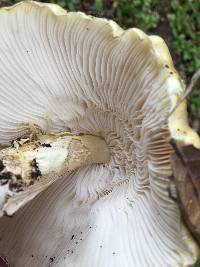 Amanita phalloides image