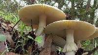 Amanita phalloides image