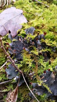 Peltigera canina image