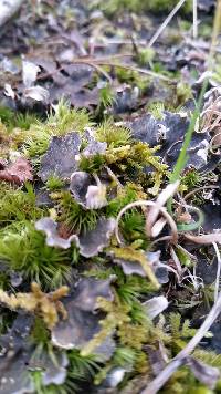 Peltigera canina image