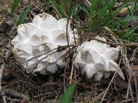 Calvatia sculpta image