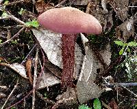 Laccaria amethysteo-occidentalis image