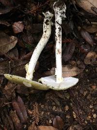 Amanita phalloides image