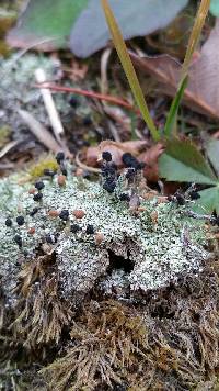 Cladonia peziziformis image