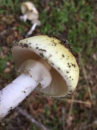 Amanita phalloides image