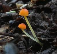 Mycena acicula image