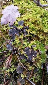 Peltigera canina image