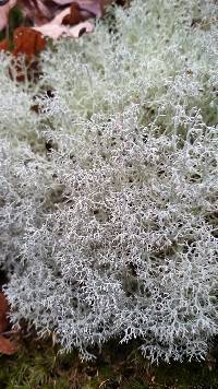 Cladonia rangiferina image