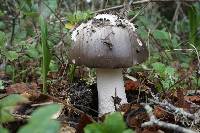 Amanita vaginata image