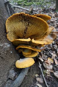 Omphalotus olivascens image