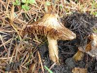 Inocybe sororia image