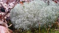 Cladonia rangiferina image