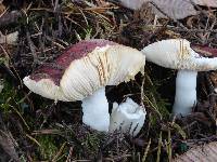 Russula xerampelina image