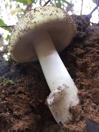 Amanita phalloides image