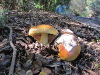 Amanita calyptroderma image