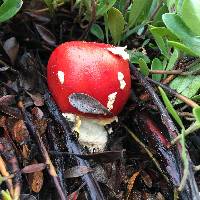 Amanita muscaria image