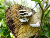 Schizophyllum commune image