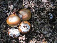 Amanita calyptroderma image