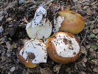 Amanita calyptroderma image