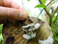 Schizophyllum commune image